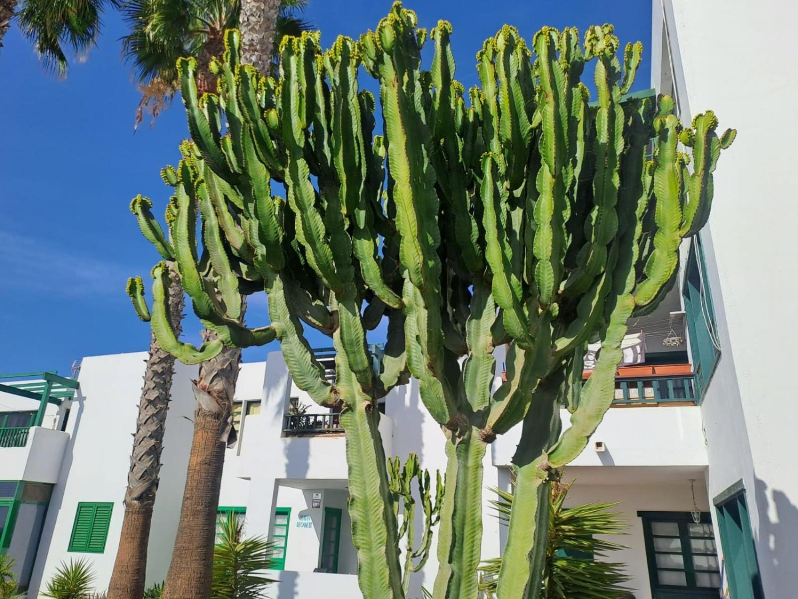 Azul Tuscan Playa Y Piscina Costa Teguise Eksteriør billede